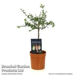 Lime 'Caviar Lime' 11 Lime 'Caviar Lime' -Garden Plants Shop LIME CAVIARL3L T48377