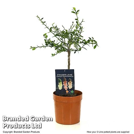 Lime 'Caviar Lime' 6 Lime 'Caviar Lime' - Image 4