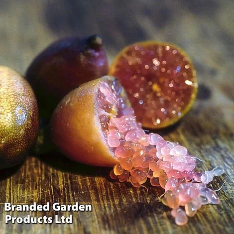 Lime 'Caviar Lime' 3 Lime 'Caviar Lime'