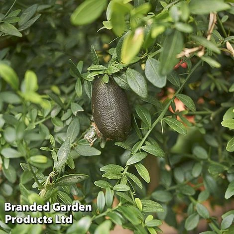 Lime 'Caviar Lime' 4 Lime 'Caviar Lime' - Image 2