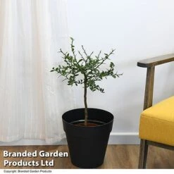 Lime 'Caviar Lime' 12 Lime 'Caviar Lime' -Garden Plants Shop LIME CAVIARLIM T48378