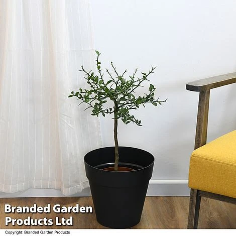 Lime 'Caviar Lime' 7 Lime 'Caviar Lime' - Image 5