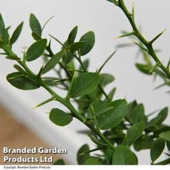 Lime 'Caviar Lime' 13 Lime 'Caviar Lime' -Garden Plants Shop LIME CAVIARLIM T48379