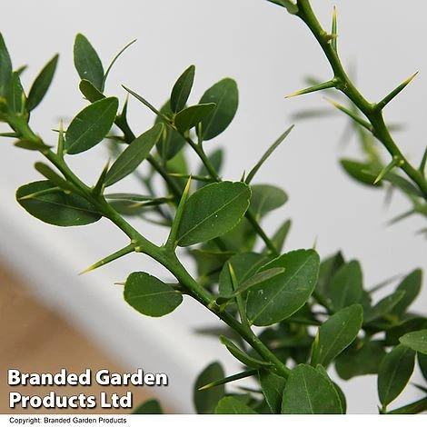 Lime 'Caviar Lime' 8 Lime 'Caviar Lime' - Image 6