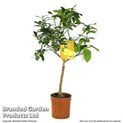 Limequat Citrus Plant -Garden Plants Shop LIME LIMEQUAT T483831