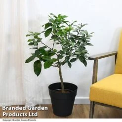 Limequat Citrus Plant -Garden Plants Shop LIME LIMEQUAT T483841