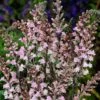 Linaria Purpurea 'Canon Went' -Garden Plants Shop LINA T64332 A h