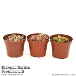 Lithops Species Mix -Garden Plants Shop LITH MIX8CM T49850