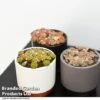 Lithops Species Mix -Garden Plants Shop LITH MIX T49851