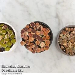 Lithops Species Mix -Garden Plants Shop LITH MIX T49853