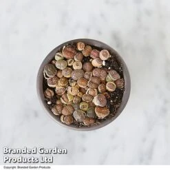 Lithops Species Mix -Garden Plants Shop LITH MIX T49855