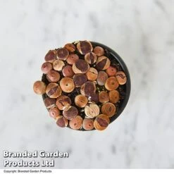 Lithops Species Mix -Garden Plants Shop LITH MIX T49856
