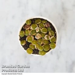 Lithops Species Mix -Garden Plants Shop LITH MIX T49857