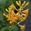Honeysuckle 'Golden Trumpet' -Garden Plants Shop LONI T63573 A h