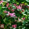 Lonicera Tatarica 'Hack's Red' -Garden Plants Shop LONI T66346 A