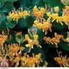 Lonicera X Tellmanniana 1 Lonicera X Tellmanniana -Garden Plants Shop LONI T80315 A h