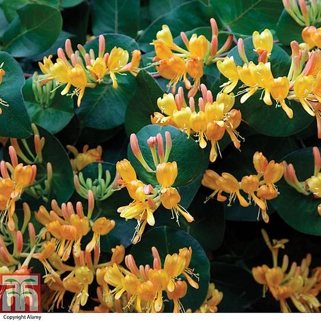 Lonicera X Tellmanniana 3 Lonicera X Tellmanniana