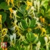 Honeysuckle 'Hall's Prolific' -Garden Plants Shop LONI TKA0979 A1