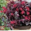 Loropetalum Chinense Var. Rubrum 'Ever Red' -Garden Plants Shop LORO TKA8393 A