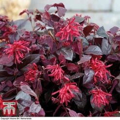 Loropetalum Chinense Var. Rubrum 'Ever Red' -Garden Plants Shop LORO TKA8393 C