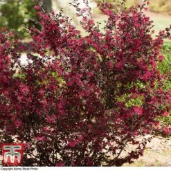 Loropetalum Chinense Var. Rubrum 'Ever Red' -Garden Plants Shop LORO TKA8393 D