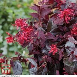 Loropetalum Chinense Var. Rubrum 'Ever Red' -Garden Plants Shop LORO TKA8393 E