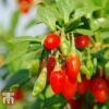 Goji Berry 'Sweet Lifeberry' 2 Goji Berry 'Sweet Lifeberry' -Garden Plants Shop LYCI T66348 C