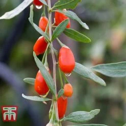 Goji Berry 'Sweet Lifeberry' -Garden Plants Shop LYCI T66348 b
