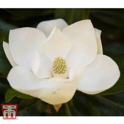 Magnolia Grandiflora 'Alta' -Garden Plants Shop MAGN KB0613 A