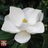 Magnolia Grandiflora 'Alta' -Garden Plants Shop MAGN KB0613 B