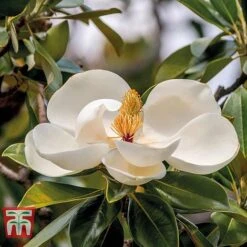 Magnolia Grandiflora 'Alta' -Garden Plants Shop MAGN KB0613 D