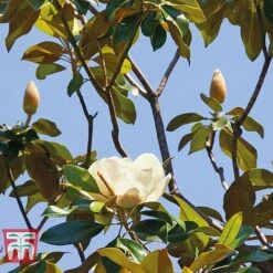 Magnolia Grandiflora 'Alta' -Garden Plants Shop MAGN KB0613 E