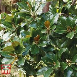 Magnolia Grandiflora 'Alta' -Garden Plants Shop MAGN KB0613 F