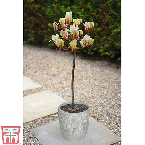 Magnolia Denudata 'Sunrise' (Patio Standard) 4 Magnolia Denudata 'Sunrise' (Patio Standard) - Image 2