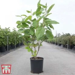 Magnolia Sieboldii -Garden Plants Shop MAGN TKA3242 A