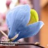Magnolia Acuminata 'Blue Opal' -Garden Plants Shop MAGN BLUEOPAL W35621