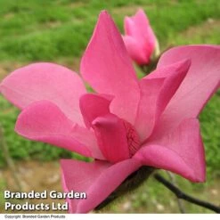 Magnolia 'Fire' -Garden Plants Shop MAGN FIRE T51559