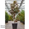 Magnolia Grandiflora 'Goliath' -Garden Plants Shop MAGN GOLIATH S45854