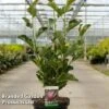 Magnolia 'March Till Frost' -Garden Plants Shop MAGN MARCHTILL S45858