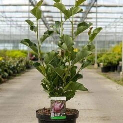 Magnolia 'March Till Frost' 5 Magnolia 'March Till Frost' -Garden Plants Shop MAGN MARCHTILL S45858 NOW