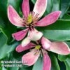 Magnolia Hybrid 'Stellar Ruby' -Garden Plants Shop MAGN STELLARRU S51411