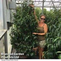 Magnolia Hybrid 'Stellar Ruby' 11 Magnolia Hybrid 'Stellar Ruby' -Garden Plants Shop MAGN STELLARRU S51415