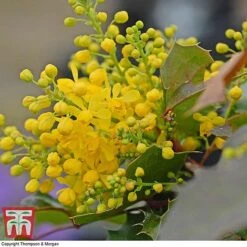 Mahonia Aquifolium 'Apollo' -Garden Plants Shop MAHO T66349 B