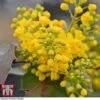 Mahonia Aquifolium 'Apollo' -Garden Plants Shop MAHO T66349 D