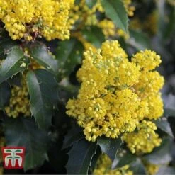 Mahonia Aquifolium 'Apollo' -Garden Plants Shop MAHO T66349 E