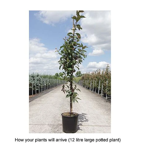 Crab Apple 'Red Obelisk' 4 Crab Apple 'Red Obelisk' - Image 2