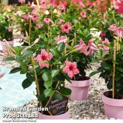 Mandevilla 'Sundaville Flamingo Pink' -Garden Plants Shop MAND FLAMPINK T40933