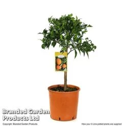 Mandarin Citrus Plant 9 Mandarin Citrus Plant -Garden Plants Shop MAND ORANGE5L T48380