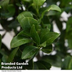 Mandarin Citrus Plant 8 Mandarin Citrus Plant -Garden Plants Shop MAND ORANGE T48382