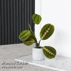 Maranta Leuconeura 'Fascinator' 9 Maranta Leuconeura 'Fascinator' -Garden Plants Shop MARA FASCINATO T438211